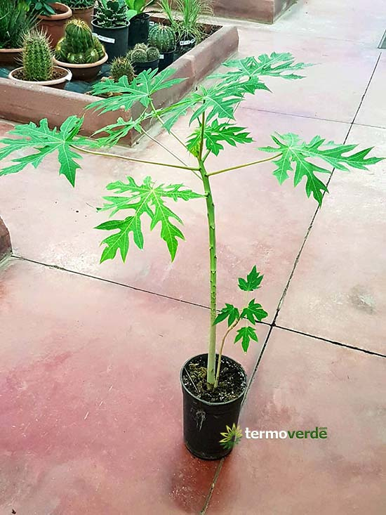Árboles De Papaya