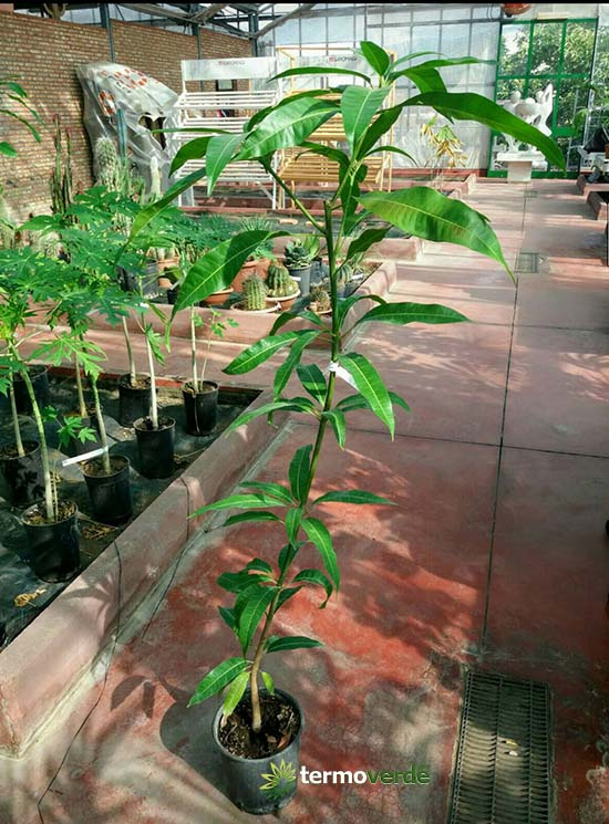 Mangopflanzen
