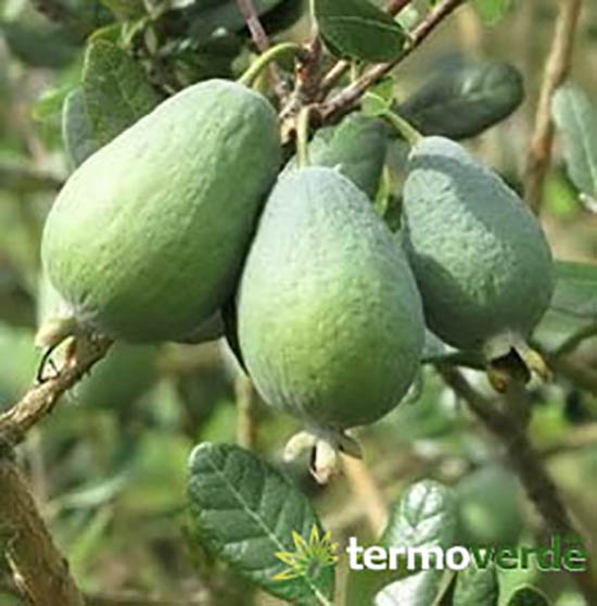 Árboles De Feijoa Árboles De Feijoa