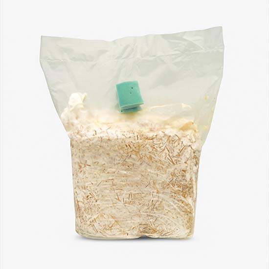 Substrate Kit For Growing Cardoncelli Mushrooms