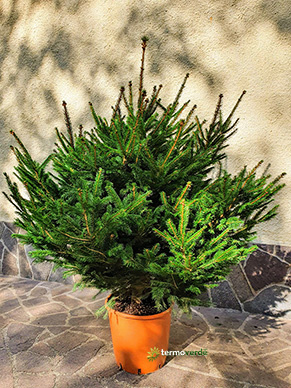 Spruce natural Christmas Tree - 1.0 m