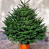 Nordmannian natural Christmas Tree - 1.0 m