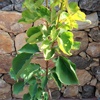 Árbol de albaricoque Tyrinthos, envío en plataforma
