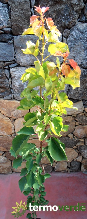 Ninfa apricot tree, shipping on platform