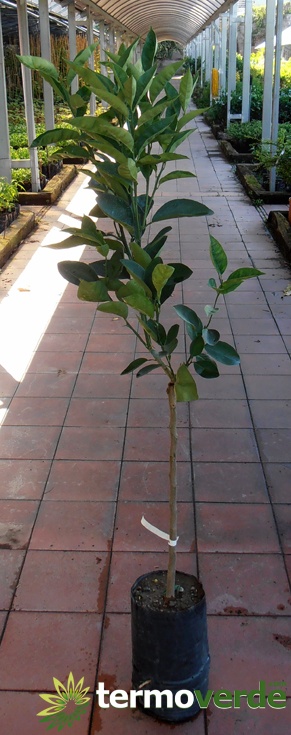 Brasilianische Orangenpflanze, Versand auf Plattform
