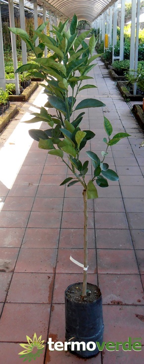 Tarocco Monreale Orangenpflanze, Versand auf Plattform