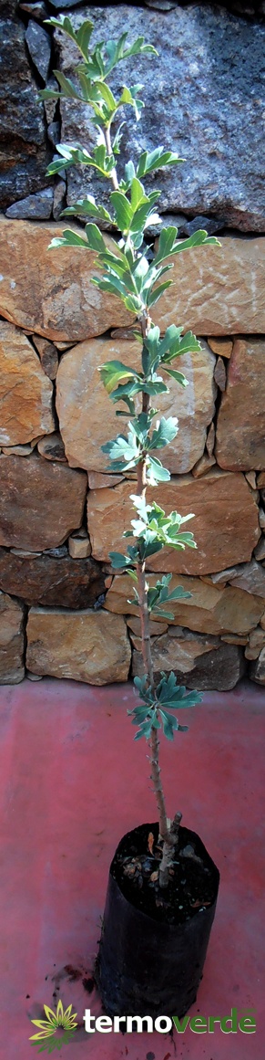 Azarole weiße Pflanze, Versand auf Plattform