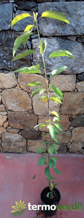 Amarena Kirschpflanze, Versand auf Plattform