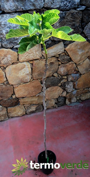 Árbol de higo Brigiotto blanco, envío en plataforma