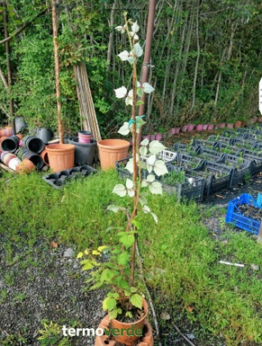 Pianta frutti di bosco Ribes bianco, spedizione su pedana