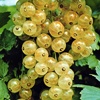 White currant berry plant, shipping on platform