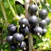 Black currant berry plant, shipping on platform