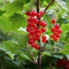 Red currant berry plant, shipping on platform