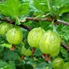 Pianta frutti di bosco Uva spina bianca, spedizione su pedana