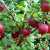 Red gooseberry berry plant, shipping on platform
