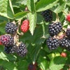 Blackberry berry plant without thorns, shipping on platform