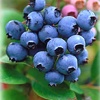 Blueberry berry plant, shipping on platform