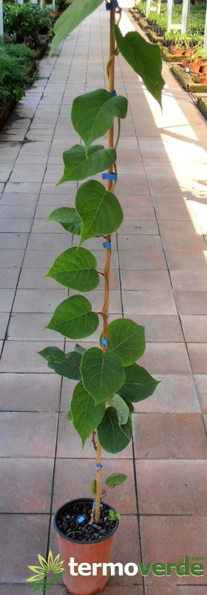 Männlicher Bestäuber Tomuri Kiwipflanze, Versand auf Plattform