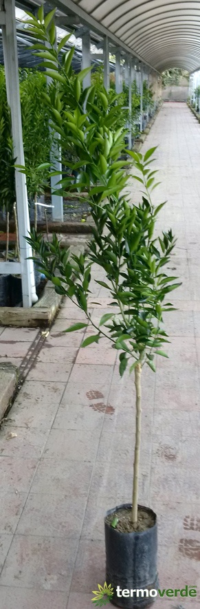 Ciaculli späte Mandarinenpflanze, Versand auf Plattform