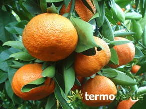 Clementine Mandarine Pflanze, Versand auf Plattform