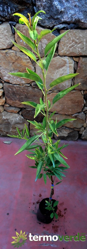 Pizzuta d'Avola Mandelpflanze, Versand auf Plattform