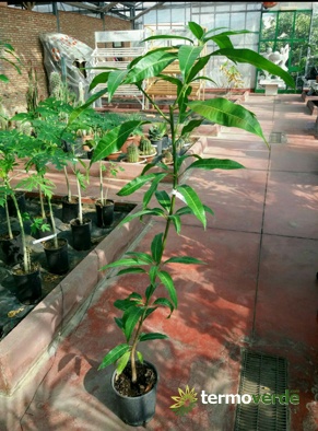 Albero mango, spedizione su pedana