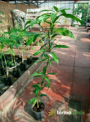 Mango tree, shipping on platform