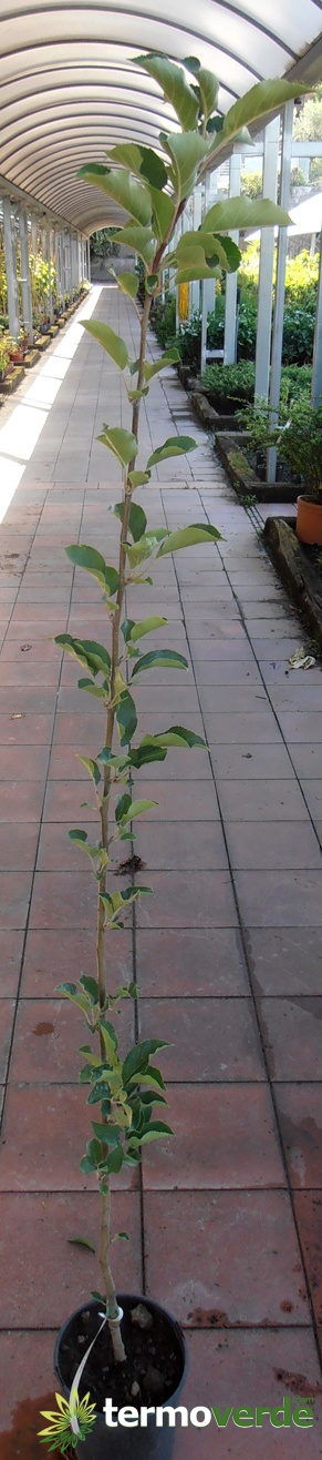 Delizia bianca Apfelpflanze, Versand auf Plattform