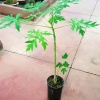 Árbol de papaya, envío en plataforma