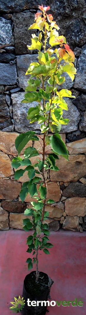 Bianchetto pear tree, shipping on platform