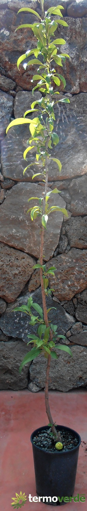 Árbol de pistacho macho polinizador, envío en plataforma