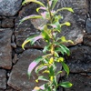 Cerasifera Pflaumenbaum, Versand auf Plattform