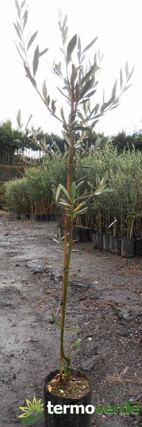 Frantoio olive tree, shipping on platform
