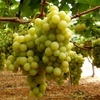 Italy vine table grapes, shipping on platform