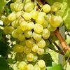 Zibibbo vine table grapes, shipping on platform