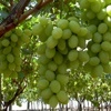 Vittoria vine table grapes, shipping on platform