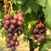 Cardinal vine table grapes, shipping on platform
