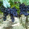 Black Rose vine table grapes, shipping on platform