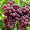 Michele Palieri vine table grapes, shipping on platform