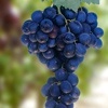Leopoldo vine table grapes, shipping on platform