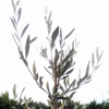 Leccino Olivenbaum, Versand auf Plattform