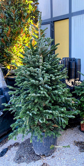 Nordmanniana Transplanted Fir - 1.8 m