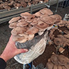 Substrate kit for growing Cardoncelli mushrooms