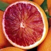 Tarocco Gallo orange tree
