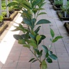 Sanguinello Orangenpflanze