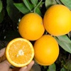 Valencia Orangenpflanze
