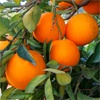 Washington orange tree