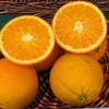 Navelina Orangenpflanze