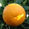 Vaniglia orange tree