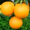 Brasilianische Orangenpflanze